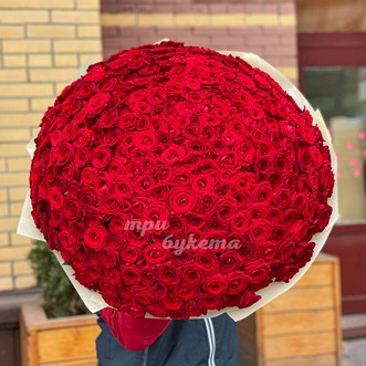 Букет из 301 красной розы