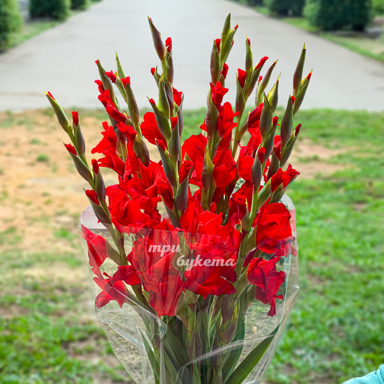 Букет из 11 красных гладиолусов (крупный план)