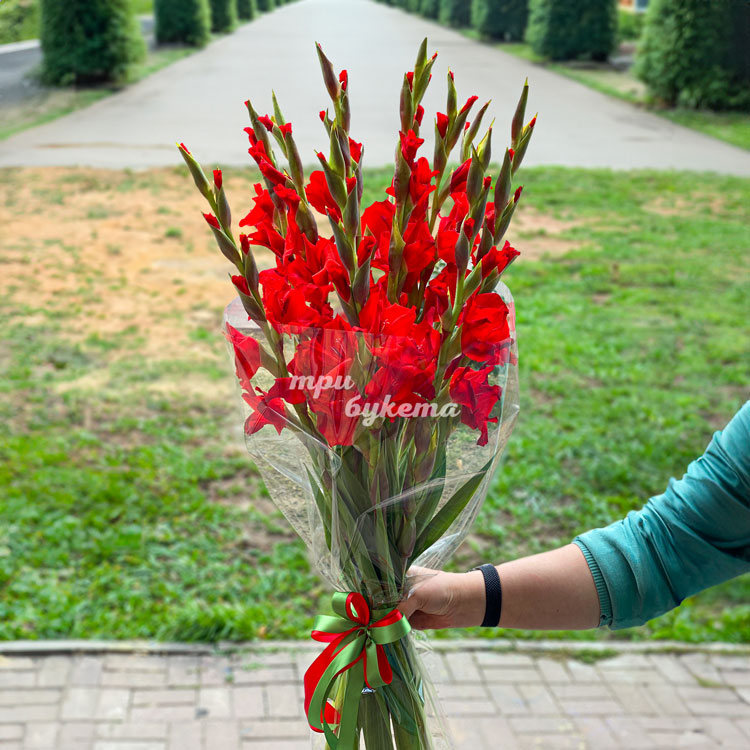 Букет из 11 красных гладиолусов