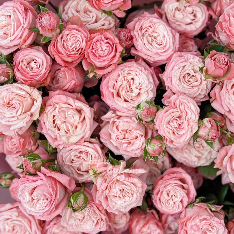 Розовый букет из 19 кустовых пионовидных роз (крупный план)